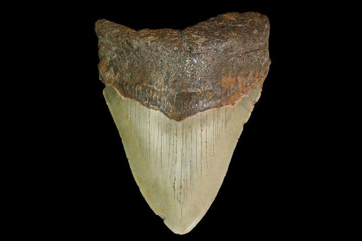 Fossil Megalodon Tooth - North Carolina #147782